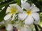 Beautiful view of rain-soaked flowers.