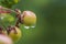 Beautiful view of raindrop on green cherry fruit.