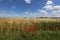 Beautiful view of red poppies on the edge of a wheat field