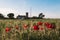 Beautiful view of red Shirley poppy flowers in the field of Montilla, EspaÃ±a