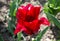 Beautiful view of red tulip under sunlight landscape at the middle of spring or summer.