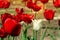 Beautiful view of red tulips in the garden. One white tulip among the red tulips. concept - individuality and loneliness