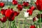 Beautiful view of red tulips in the garden. One white tulip among the red tulips. concept - individuality and loneliness