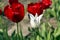 Beautiful view of red tulips in the garden. One white tulip among the red tulips. concept - individuality and loneliness