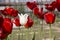 Beautiful view of red tulips in the garden. One white tulip among the red tulips. concept - individuality and loneliness