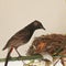 Beautiful view of the red vented bulbul looking her baby in the nest