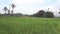 Beautiful view rice field with natural background