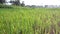 Beautiful view rice field with natural background