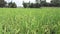 Beautiful view rice field with natural background