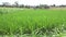 Beautiful view rice field with natural background