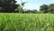 Beautiful view rice field with natural background