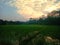 Beautiful view rice fields behind my house