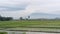 Beautiful view ricefield Paddy Field