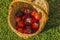 Beautiful view of ripe red tomatoes in wicker basket on green grass background.