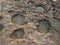 Beautiful view of rocks and seashells underwater in sandstone depressions.