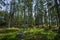 Beautiful view of rocky nature landscape in forest. High green pine trees on blue sky background.