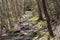 Beautiful view of a rocky pathway surrounded by trees and greens in the woods