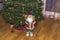 Beautiful view of room with Christmas decoration cute Santa Clause figure and nutcracker on pine tree background.