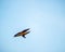 Beautiful view of Scarlet Macaws flying together near the beach in the Maldives