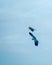 Beautiful view of Scarlet Macaws flying together near the beach in the Maldives