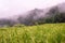 Beautiful view scenery of cottage and rice terraces at Baan Pa Bong Piang,Chiang Mai province,Thailand