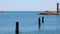 Beautiful view with seagull sitting on wooden piles in sea