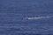 A beautiful view of a small Atoll in the middle of the south Pacific Ocean from the cruise ship deck while the officers and the