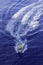 A beautiful view of a small Atoll in the middle of the south Pacific Ocean from the cruise ship deck while the officers and the