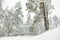 Beautiful view of snow covered forest. Rime ice and hoar frost covering trees. Chilly winter day. Winter landscape near Vilnius,