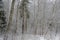 Beautiful view in the snowy birch grove.
