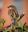 Beautiful view on sparrow with closed beak standing on dark brown branch with green leaves.