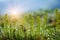 Beautiful view. spring plant field in the morning sun. Fresh reen grass with dew