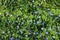 Beautiful view of spring tiny blue Scarlet pimpernel Anagallis arvensis flowers with lots of green leaves, Marlay Park, Dublin