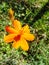 Beautiful view of sulfur kenikir ornamental plant with orange flowers