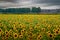 Beautiful view of the sunflower field with high green trees in the background on a foggy day