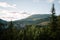 Beautiful view of tall fir tres with mountains in the background.