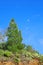 Beautiful view of a tall tree growing in Pine forest landscape of La Palma, Canary Islands against a background of blue