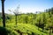 Beautiful view of tea garden and Ooty city of Tamilnadu