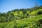 Beautiful view of tea garden and Ooty city of Tamilnadu