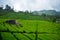 Beautiful view of the tea plantation