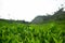 Beautiful view of the tea plantation