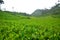 Beautiful view of the tea plantation