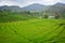 Beautiful view of the tea plantation