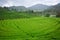 Beautiful view of the tea plantation