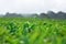 Beautiful view of the tea plantation