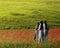 Beautiful view of three nuns in a poppy field