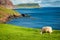 Beautiful view to sheep on the edge of a cliff, Isle of Skye, Scotland