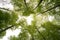 A beautiful view to the sky to the treetops with fresh may green leaves of the trees