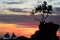 Beautiful view of a tree silhouette and sailboats behind in the sunset