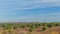 Beautiful view of trees in an arid land at the monument of nature Brunssummerheid